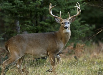 Buck walking through lush green forest