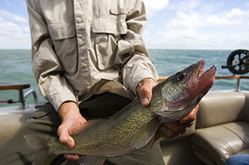 close-up of walleye in person's hands with boat and lake in background