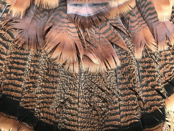 Turkey tail feathers fanned out showing the colors and patterns of the feathers.