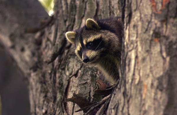 A raccoon looks out from a tree crevice. 