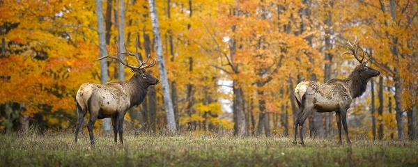 Profile view of two mature bull elk standing in dark green and tan grass, against a backdrop of gold and orange forest.