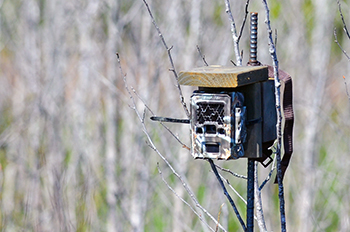 A game camera is trained on a black tern nesting area in Delta County.