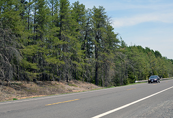 A car passes past a modern jack pine stand in southern Houghton County.