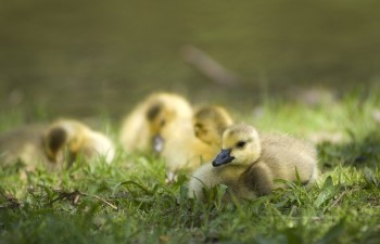A clutch of yellow ducklings sits in grass.