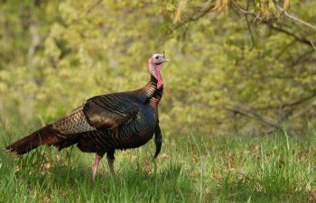 A tom turkey walks through a sprintime meadow with a forest in the background.