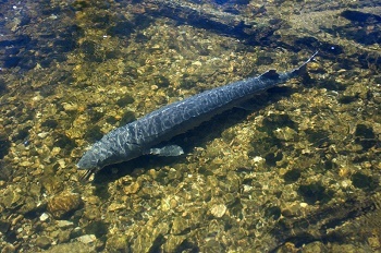 looking down on a slender, grayish blue, spotted lake sturgeon in clear, shallow water with tan, black, white and cream-colored stones and pebbles