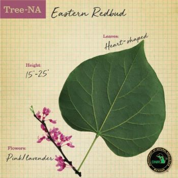 TreeNa infographic showing redbud tree images and info - tree has heart-shaped leaves and small pink flowers, growing 15-25 feet