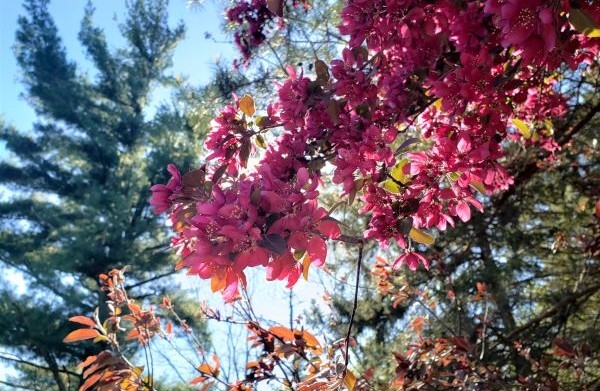 Tree flowers and foliage are seen, lit by the sun