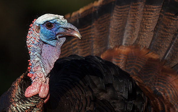 close-up of a wild turkey tom