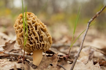 a taupe-colored, pitted morel stands upright among dried brown leaves, next to a few green blades of grass. A thin, bent twig sits nearby.