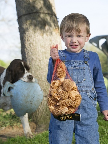 little boy in blue shirt, denim overalls holds red mesh bag of morels, a dark brown and white spaniel with a light blue bowl in his mouth