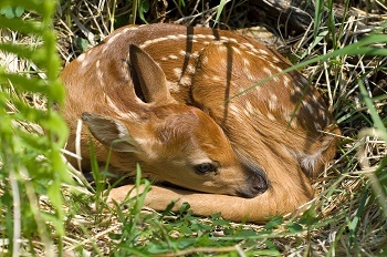 a brown and white spotted fawn curled up and laying on the forest floor, with bright sunlight streaming down