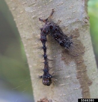 A desiccated caterpillar body hanging on a tree trunk in an inverted "V" position.