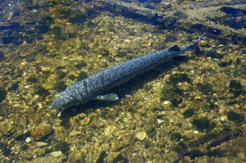 lake sturgeon swimming above rocky river bottom