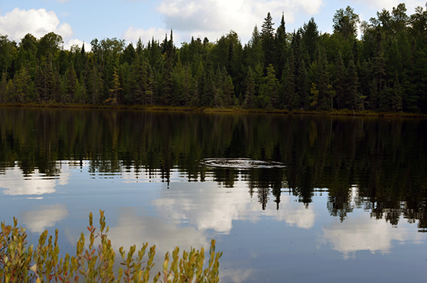 The ripples of a trout splash move across the surface of a still Upper Peninsula lake.
