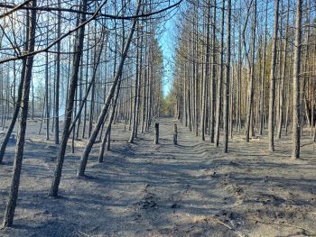 Ashes cover a burned forest area following the Blue Lakes Fire
