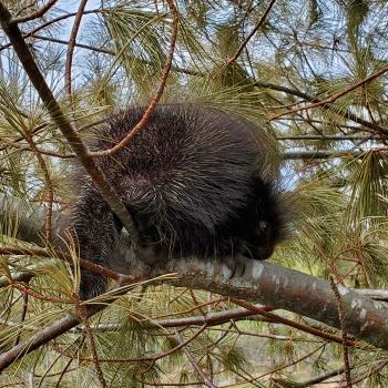 A spiky porcupine is seen climbing on a pine branch