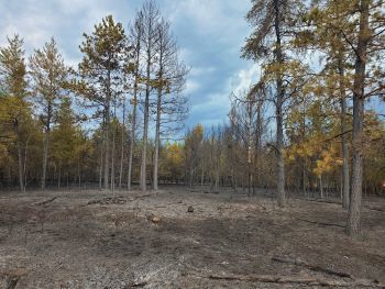 Image showing burned undergrowth and live conifer trees following the fire
