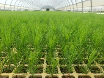 Tree seedlings grow in a DNR nursery. These red pines are about 6 inches high with feathery green needles.
