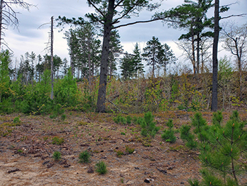 A decade after the Duck Lake Fire trees have begun to grow back in the area.