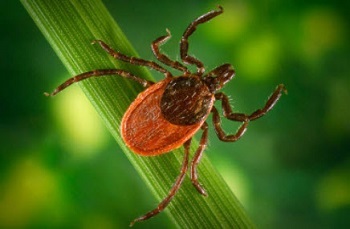 A closeup of a red and brown tick on a blade of grass.
