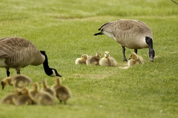 two adult black and tan Canada geese stand near their small groups of fluffy goslings, huddled together on a short, green lawn.