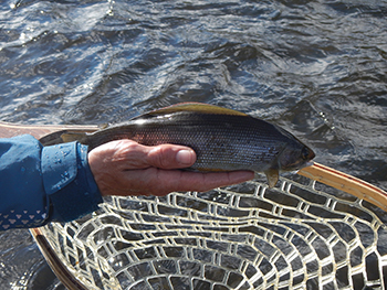 arctic grayling in person's hand with fishing net and water in background