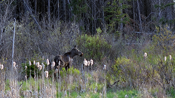A moose stands in a wetland area alongside U.S. Highway 41 in Marquette County.