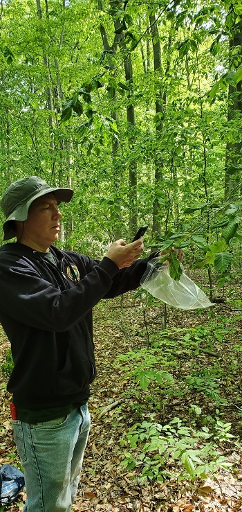 A DNR forester holds the branch of a beech tree to take a picture of its leaves with his cell phone.