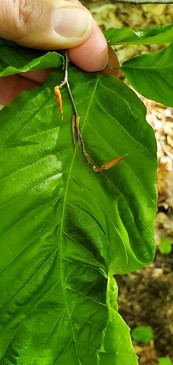 Fingers holding a beech leaf with symptoms of curling on the right side. A twig with small, dried, unopened buds is near the top of the leaf.