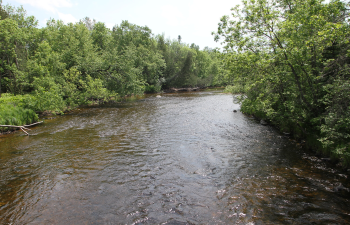 A large, swift, brown river running through a lush early summer forest.