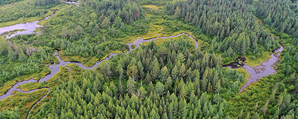 Aerial view of a forest with Manistee River flowing through it