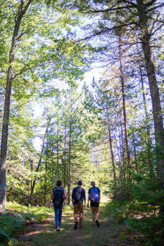 Three people hiking in a sunlit forest