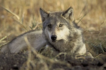 U.S. Fish and Wildlife Service public domain image of a gray wolf laying down in a dried, grassy area; ears up, facing the camera.