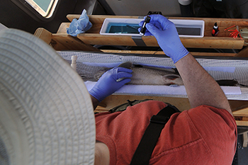 researcher prepares to surgically implant acoustic transmitter in lake trout
