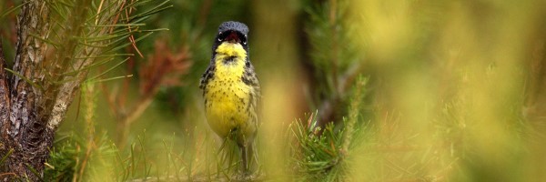 A Kirtland's warbler sits on a branch, facing the camera with an open mouth in a somewhat comical expression.