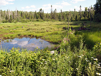 A wetland area is green with vegetation, and a shallow pond of water, under a summertime sky.