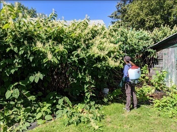 A person wearing a backpack sprayer applies herbicide to a hedgerow of invasive Japanese knotweed.