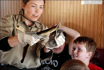 A woman wearing gloves holds a sea lamprey's mouth to a square of plexiglass as amazed children look on.