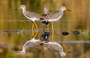 Three Greater Yellowlegs stand in calm water, their reflections perfectly mirrored below.