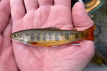 A young brook or speckled trout is shown in the palm of a hand.