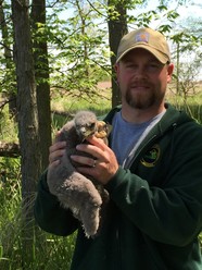 Wildlife biologist Zach Cooley stands in a grassy forest opening holding a bald eagle chick.