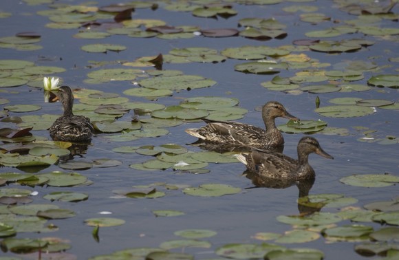 Three ducks sit on the water surrounded by lily pads. 