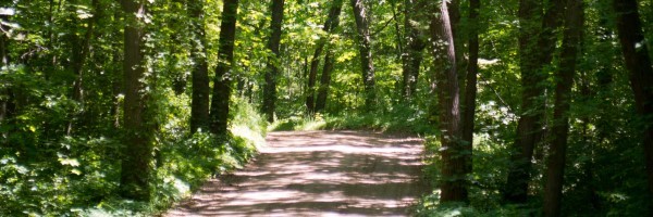 A dirt road stretches into lush forest.