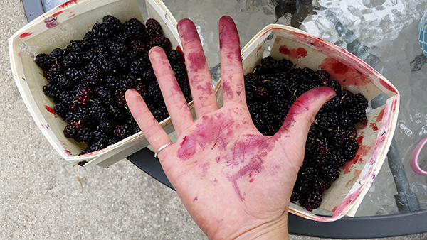 A hand stained with purple-red mulberry juice is outreached above two containers of berries.