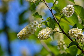 Chokecherry blossoms are shown on a sunny morning in Marquette County.
