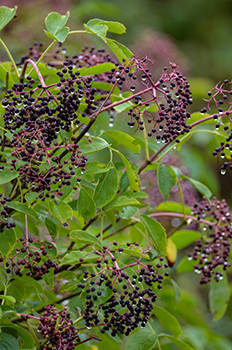 Elderberries are shown growing along a stream in Marquette County.