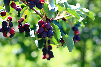 Juneberries are shown ripe and hanging from a tree.