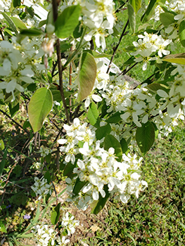 Spring mulberry bush flowers are shown blooming.