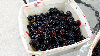 A container full of freshly picked mulberries is shown.